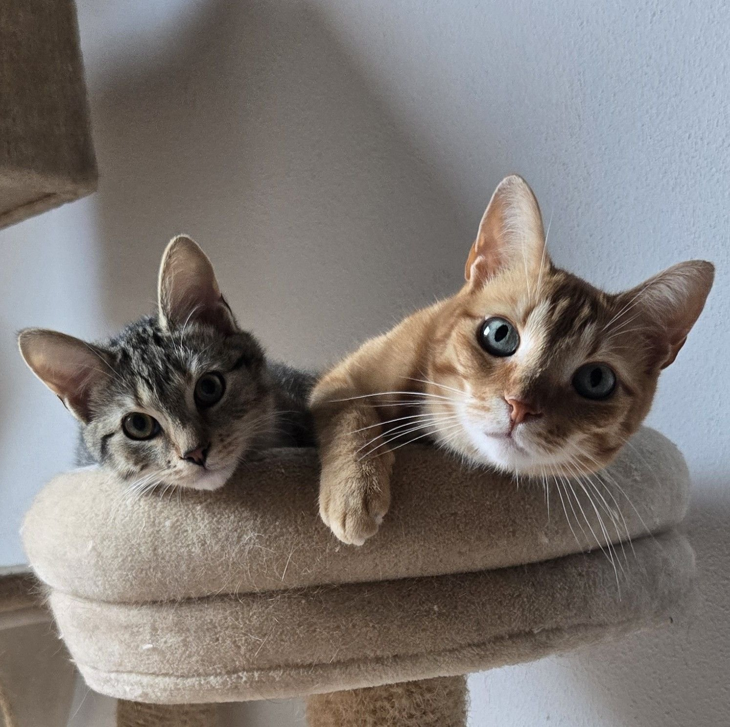 Schattige kitten - Dierenoppas in Ridderkerk