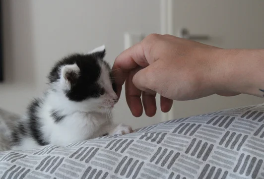 Schattige kitten - Dierenoppas in Ridderkerk